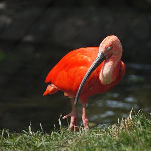 Scarlet Ibis