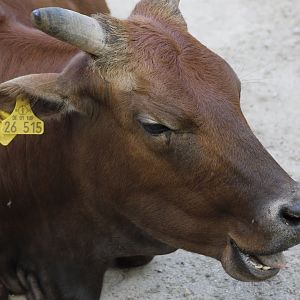 Zebu Cattle