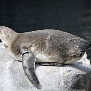 Humboldt Penguin