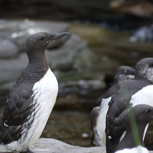 Common Murre
