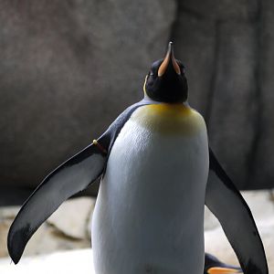 King Penguin