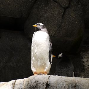 Gentoo Penguin