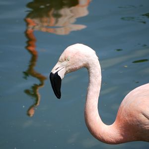 Greater Flamingo