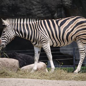 Chapman's Zebra