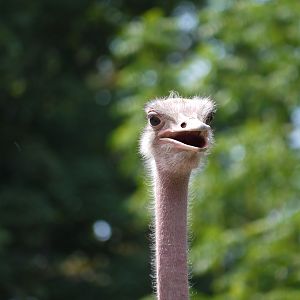Ostrich
