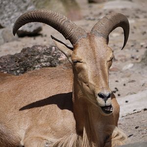 Barbary Sheep