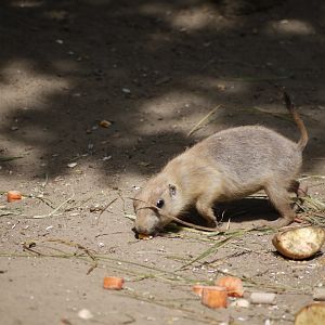 Black-Tailed Prairie Dog