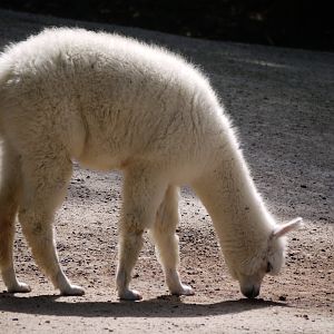 Alpaca