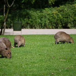 Capybara