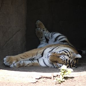 Siberian Tiger