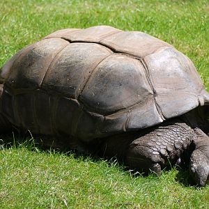 Aldabra Giant Tortoise