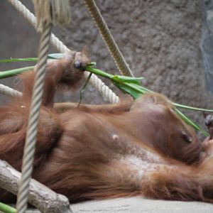 Sumatran Orangutan