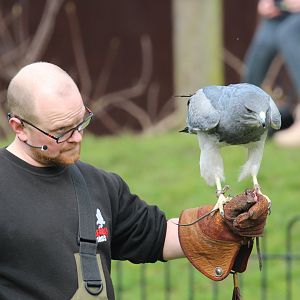 Flying show, April 2018