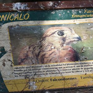 Signage Example (Common Kestrel)