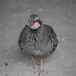 Red-legged partridge