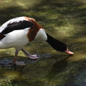Common shelduck
