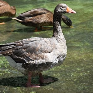 Greylag goose