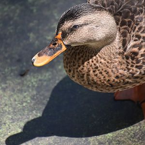Indian spot-billed duck