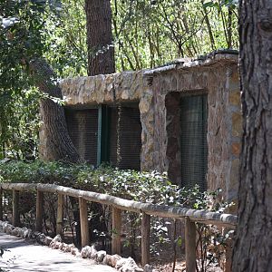 Common kestrel exhibit