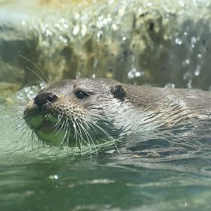 European otter