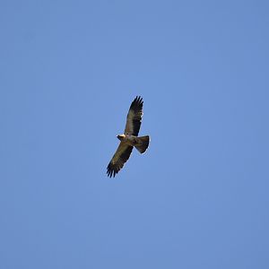 Wild Booted eagle