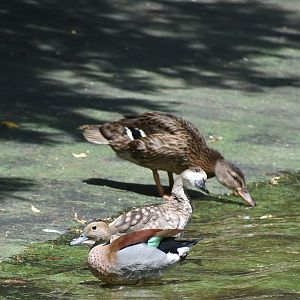 Ringed teal/Marbled duck/Mallard
