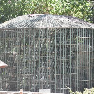 Giant wood-rail/Sacred ibis aviary