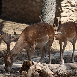 Common fallow deer