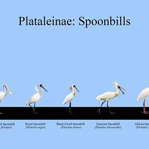 Spoonbills Size Chart