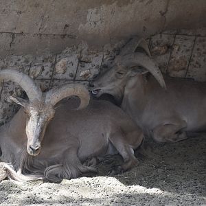 Barbary sheep