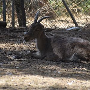 Western Spanish ibex
