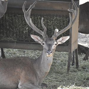 Spanish red deer