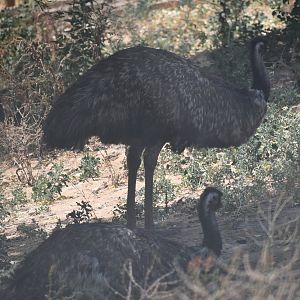 Emu