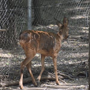 European roe deer