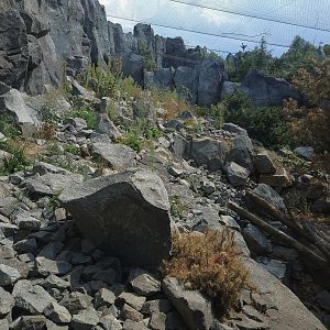Snow Leopard Exhibit