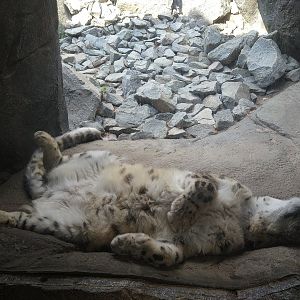 Snow Leopard