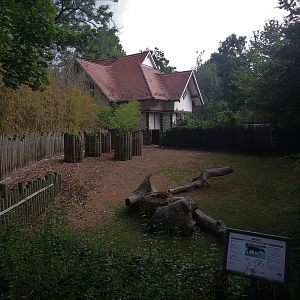 Lowland Anoa Exhibit