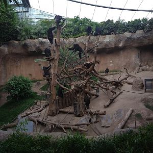 Common Chimpanzee Main Group - Pongoland