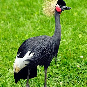Western black-crowned crane