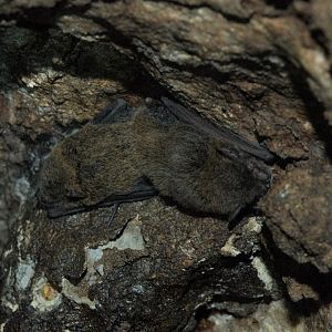 Northern Cave Bat (Vespadelus caurinus)