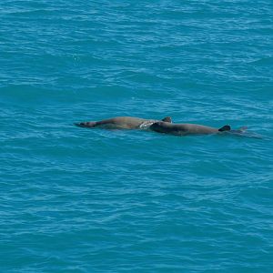 Australian Snubfin Dolphin (Orcaella heinsohni)