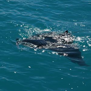 Coastal Manta Ray (Manta alfredi)