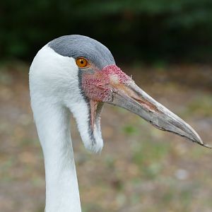 Wattled crane