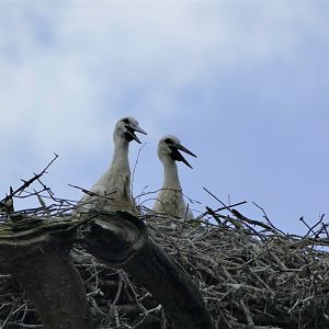 Wild White stroks chicks high in the tree