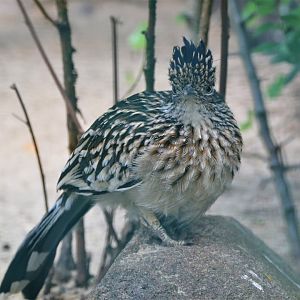 Greater roadrunner