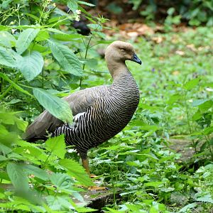 Greater upland goose