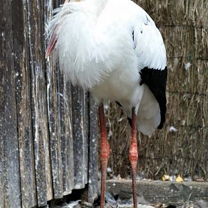 Maguari stork