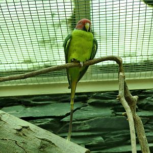 Plum-headed parakeet
