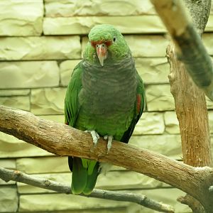 Vinaceous-breasted amazon