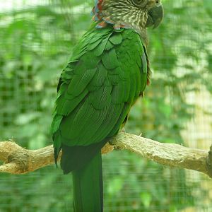 Northern red-fan parrot